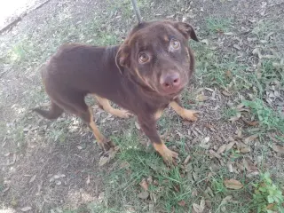 Bear Lola