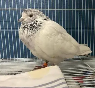 Lyric w/Polka