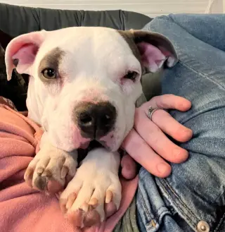 Lulu