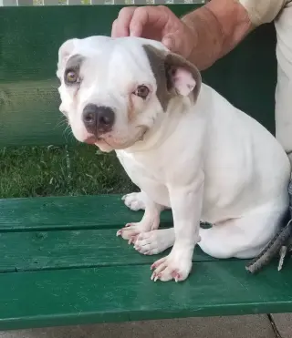 Lulu