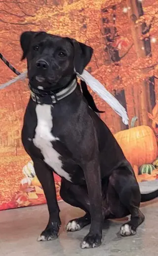 Willow
