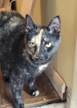 Mia