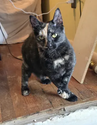Mia