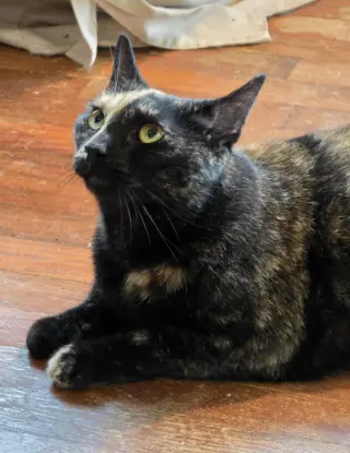 Mia