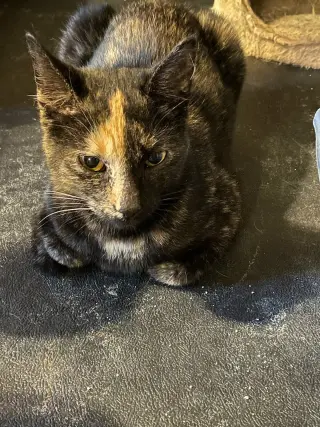 Mia