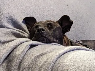 Buddy