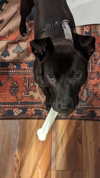 Buddy
