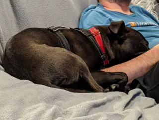 Buddy