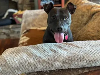 Buddy