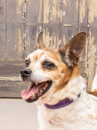 Ollie - Adopt Me!
