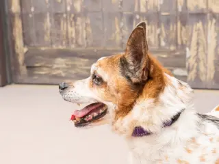 Ollie - Adopt Me!