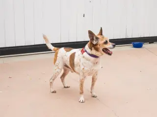 Ollie - Adopt Me!
