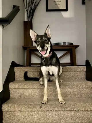 Ava