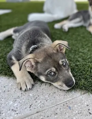 Ava