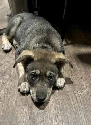 Ava