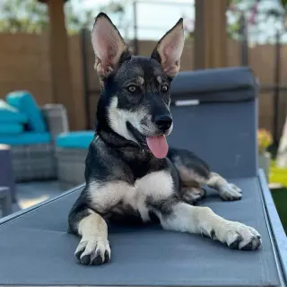 Ava