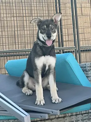 Ava