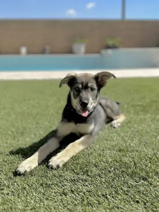 Ava