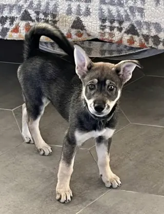 Ava