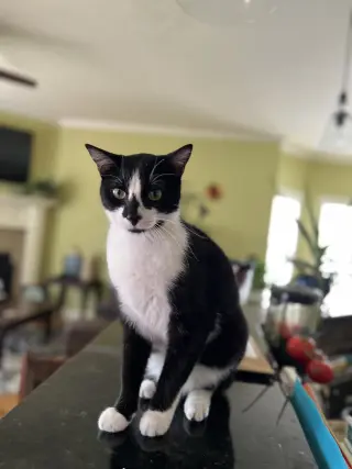 GENERAL MEOW