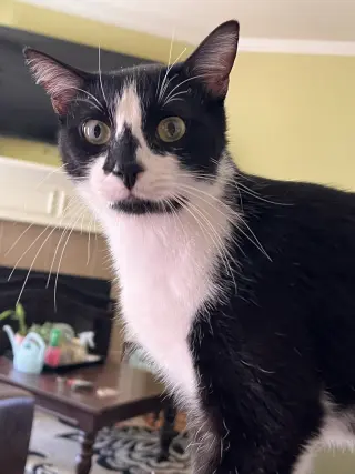 GENERAL MEOW