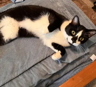 GENERAL MEOW