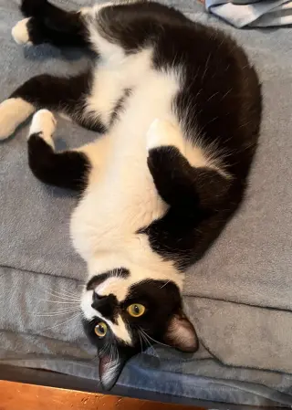 GENERAL MEOW