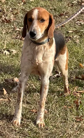 Iver: Not At the Shelter (Wendy)
