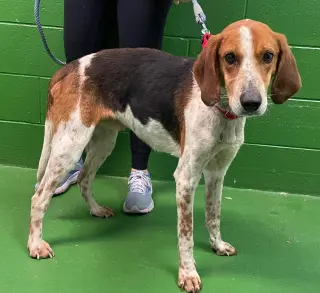Iver: Not At the Shelter (Wendy)
