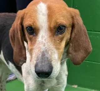 Iver: Not At the Shelter (Wendy)
