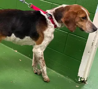 Iver: Not At the Shelter (Wendy)