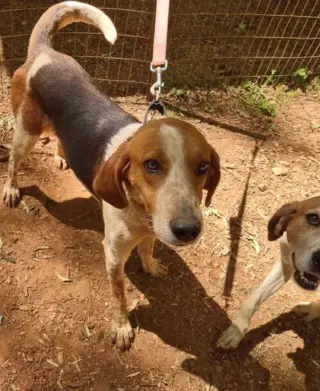 Iver: Not At the Shelter (Wendy)