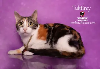 TUKTIREY