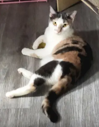 Lucy the Beautiful Dilute Calico