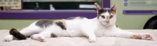 Lucy the Beautiful Dilute Calico