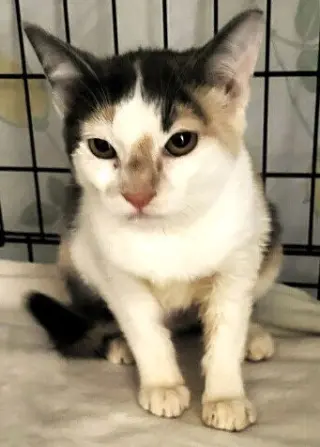 Lucy the Beautiful Dilute Calico