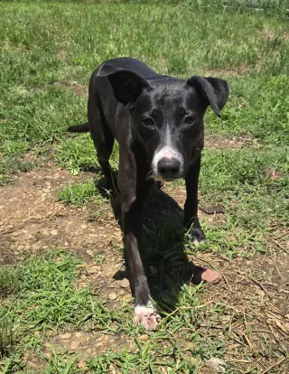 Peppa