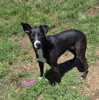 Peppa
