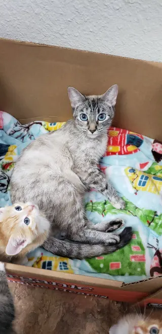 Padme (Napa Petco)