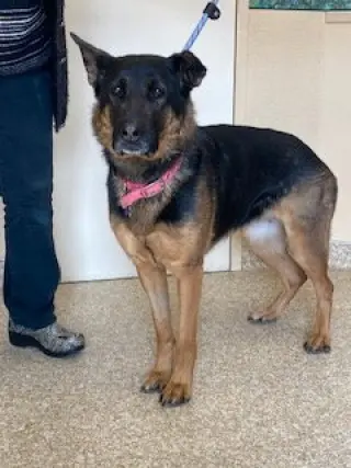 Koda