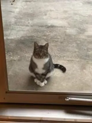 Roo