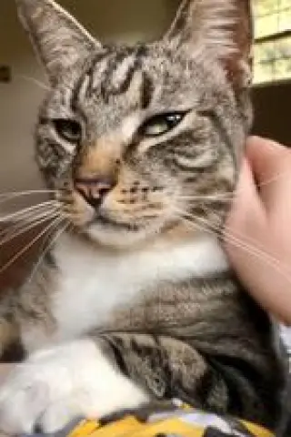 Roo
