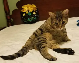BT