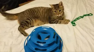 BT