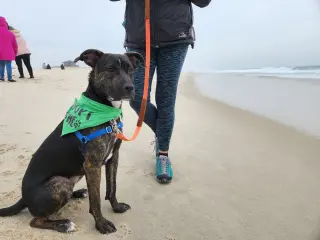 ARCHIE