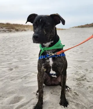 ARCHIE