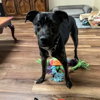 ARCHIE