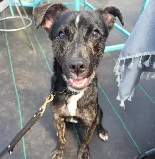 ARCHIE