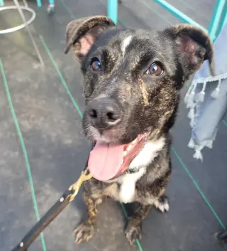 ARCHIE