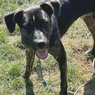 ARCHIE